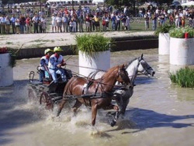 Course de calèches