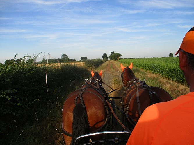 Promenade en attelage avec les Ecuries de Saint Nicolas