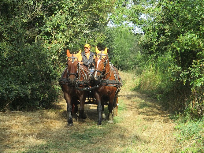 Promenade en attelage avec les Ecuries de Saint Nicolas