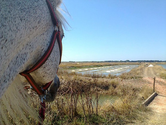 Promenade dans les marais salants