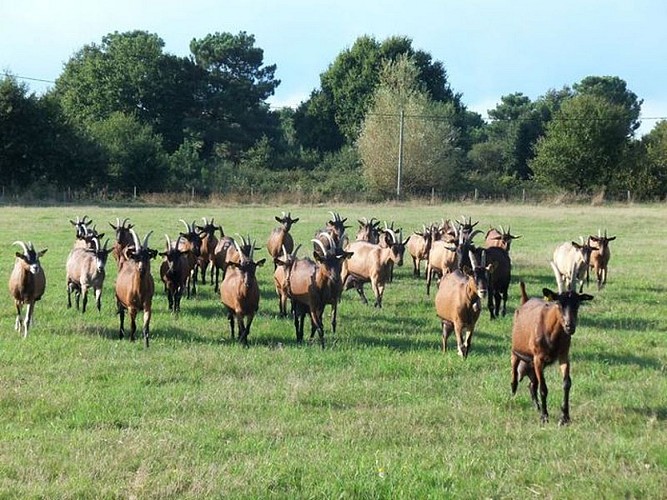 Chèvrerie d'Antryca