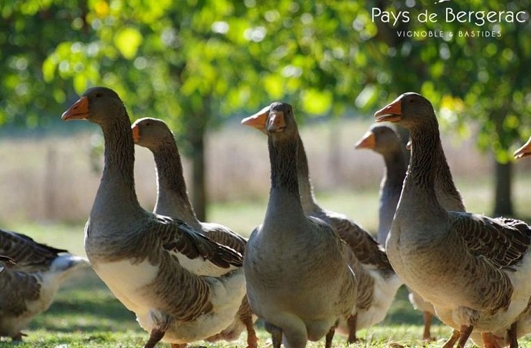 Presentation1-800--600