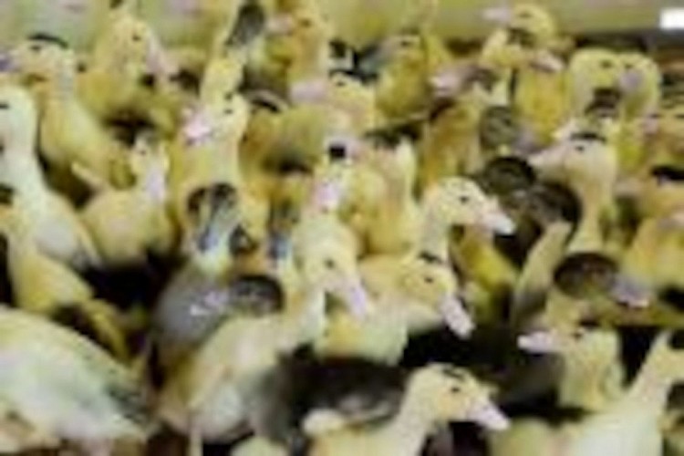 OTPT_FermeLestrade_02