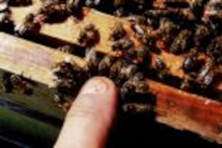 OTPT_MichèleSAngla_Apicultrice_Bégaar_02