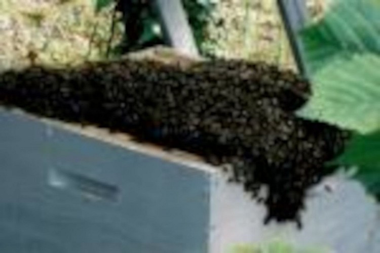 OTPT_MichèleSAngla_Apicultrice_Bégaar_04