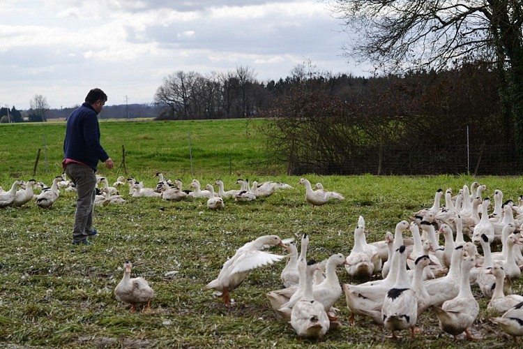 Le canard chez Degert - Canards en plein air