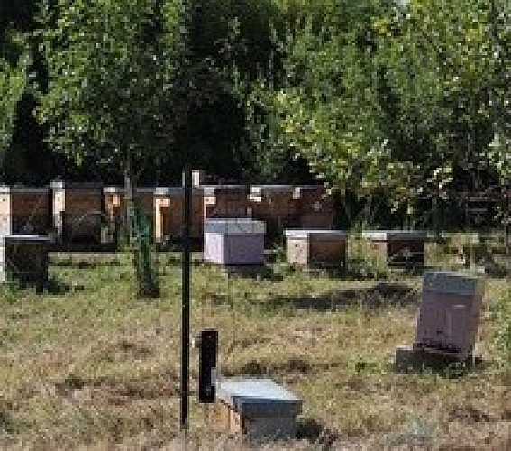 Apiculteur06-StEtiennedOrthe_ApidOr