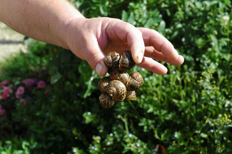 Aqutaine Escargots