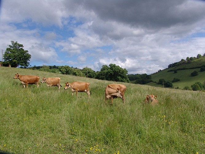 Ferme Irrika élevage 64120 (1)
