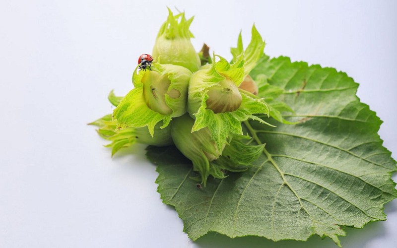 Noisette bio et biodiversité
