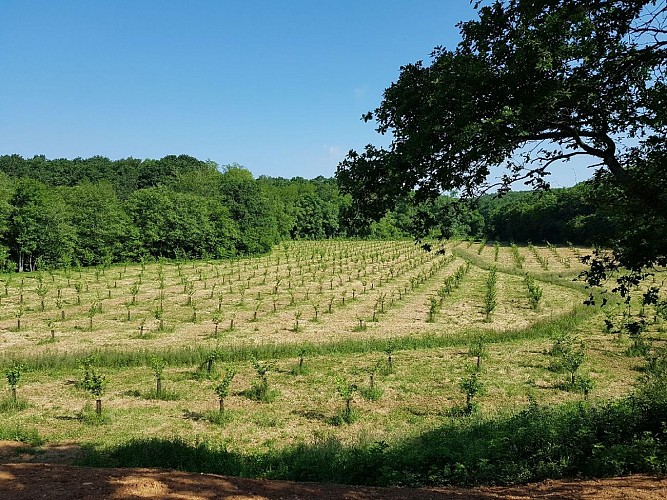 Errota--champ-de-plantations