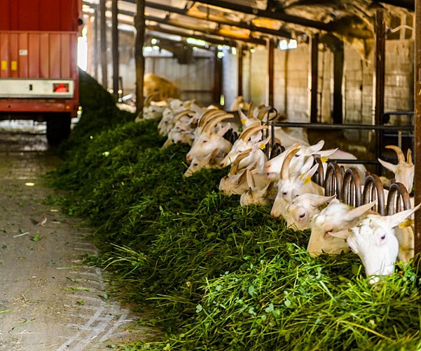 Les Fromages d'Emma