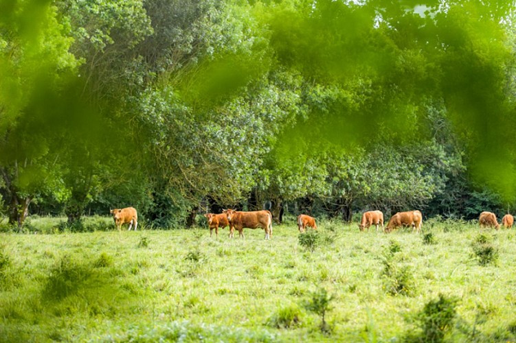 paysage_fromages_emma_marais_poitevin.jpg_6