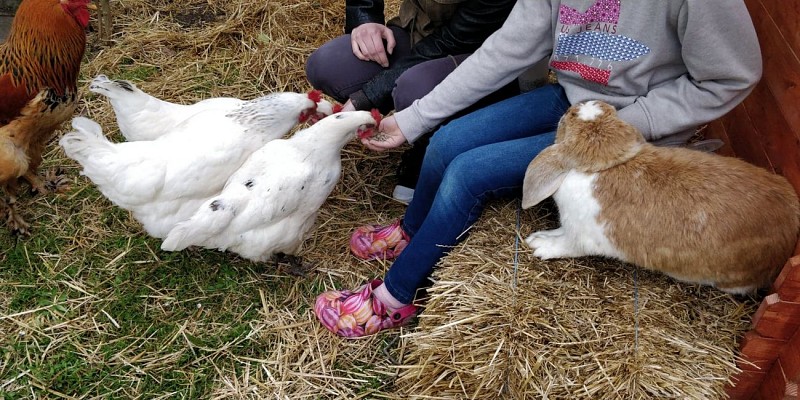 nourrissage-des-animaux-2