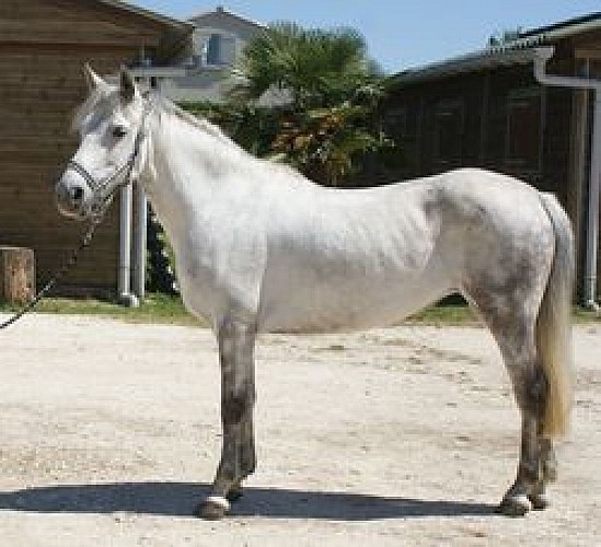 haras,du,sudre,poney