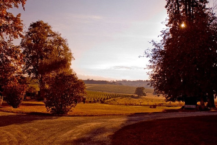 Vue-vignobles-Ste-Marie-2