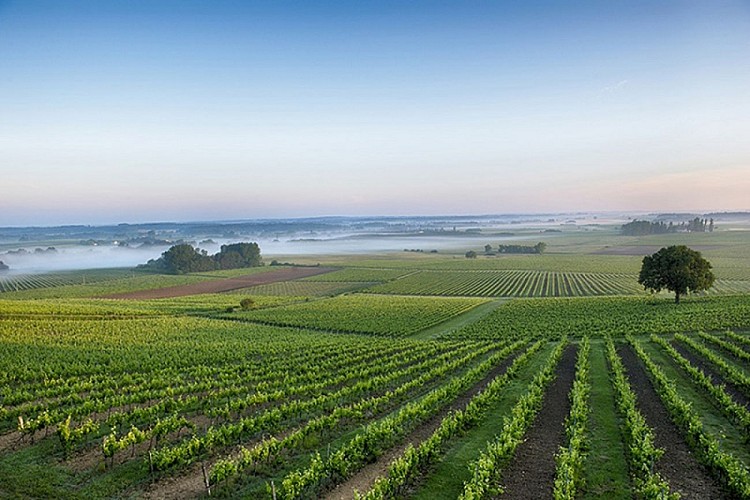 Roquefort-le-vignoble-2-2