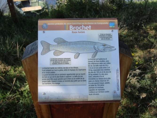 Ponton de pêche de l'étang d'Aureilhan - St Paul en Born