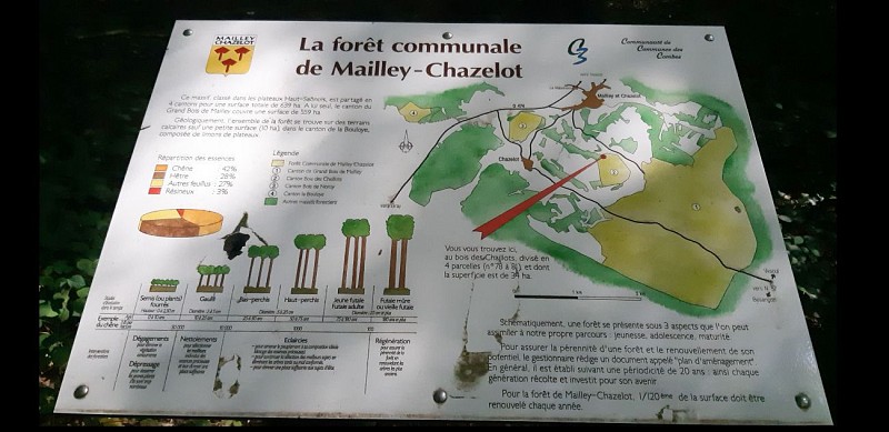 La forêt de Mailley-Chazelot